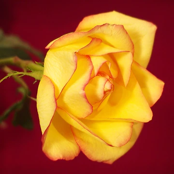 Artwork thumbnail, Yellow by Ree  Reid