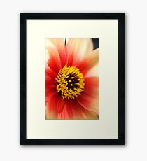 Petals Framed Print