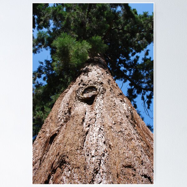 Groombridge Place Pine Tree Poster