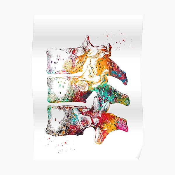Thoracic Vertebrae Poster For Sale By Erzebetth Redbubble 6358