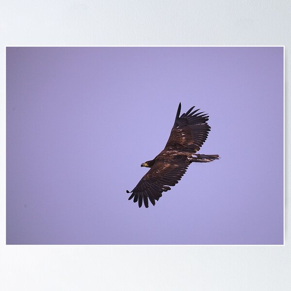 Item preview, Bald Eagle (juvenile) designed and sold by Anne-Marie Bokslag.