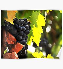 Bunch of grapes Poster