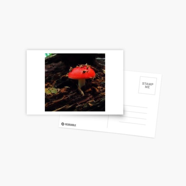 New life Postcard