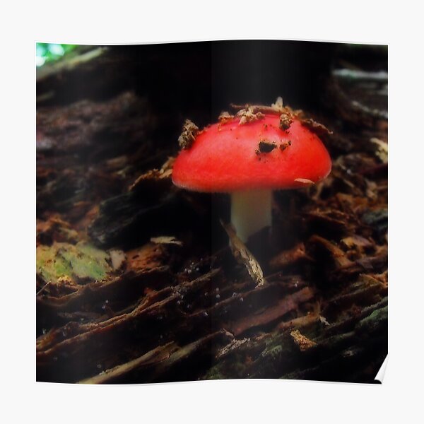 New life Poster