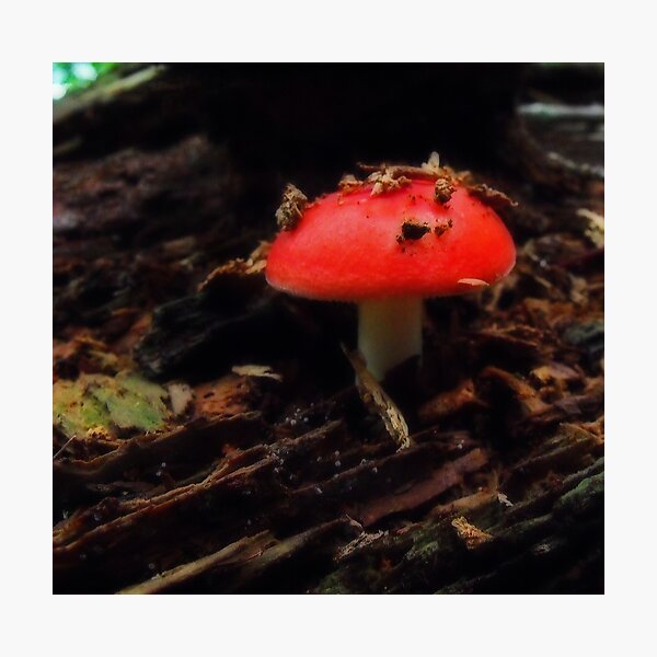 New life Photographic Print