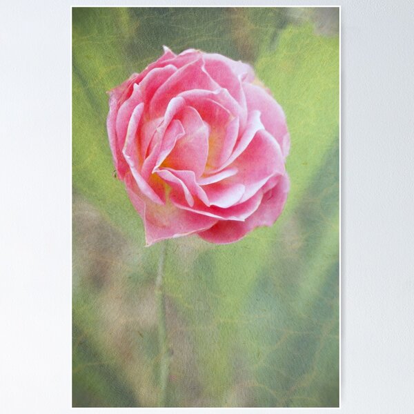 Item preview, Miniature pink rose designed and sold by Agnes McGuinness.
