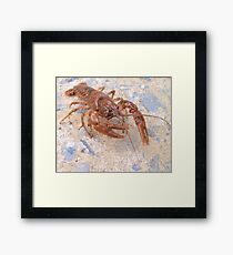 Crayfish Framed Print