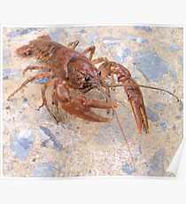 Crayfish Poster