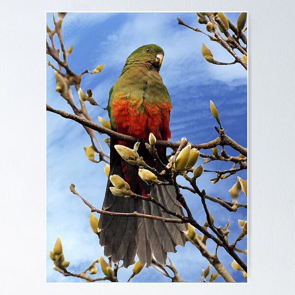 Item preview, King Parrot in Magnolia Tree #2 designed and sold by Bev Pascoe.