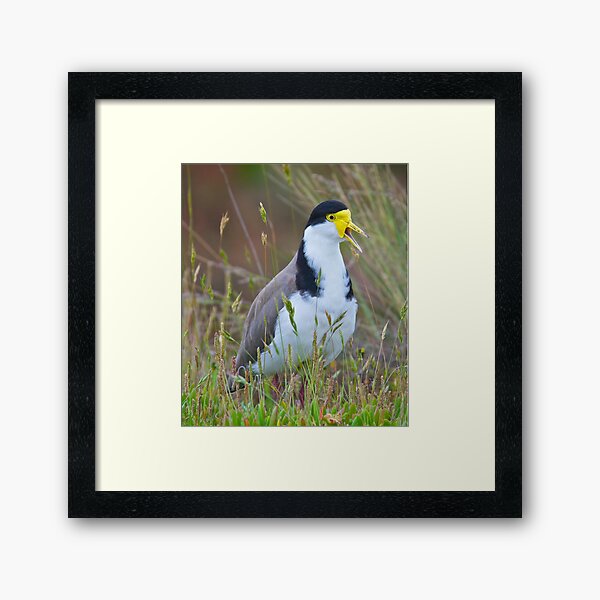 LAPWING ~ Masked Lapwing (race novaehollandiae) XLV6DZE5 by David Irwin Framed Art Print