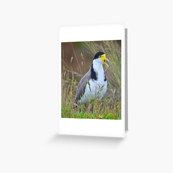 Masked Lapwing (race novaehollandiae) Greeting Card