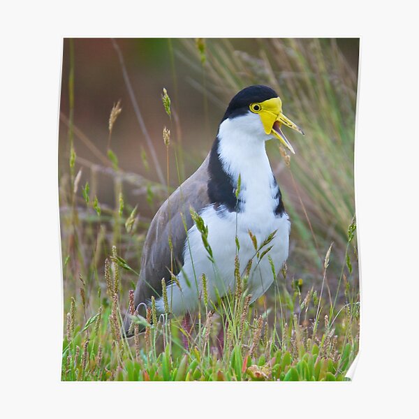 LAPWING ~ Masked Lapwing (race novaehollandiae) XLV6DZE5 by David Irwin Poster