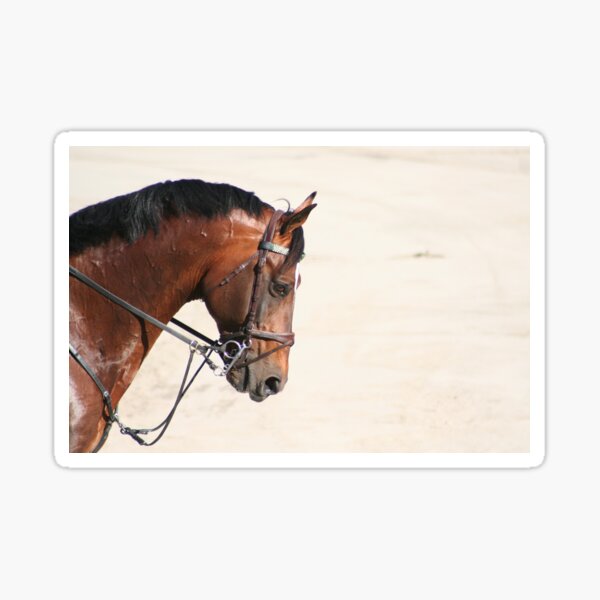 Aperçu de l'œuvre Portrait of a Showjumper créée et vendue par Jennifer Saville.