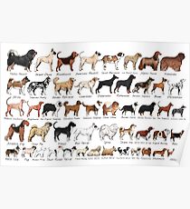 Purebred Dog Breeds Poster