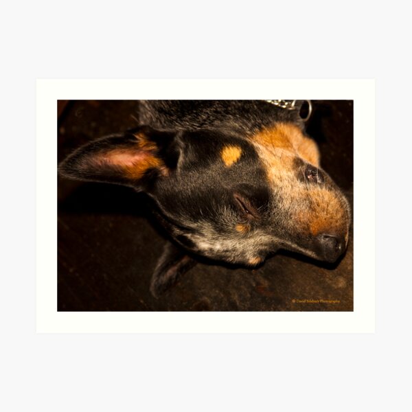 Australian Cattle Dog Art Print