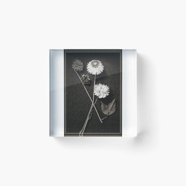Item preview, Faded Beauty designed and sold by Rene Crystal.