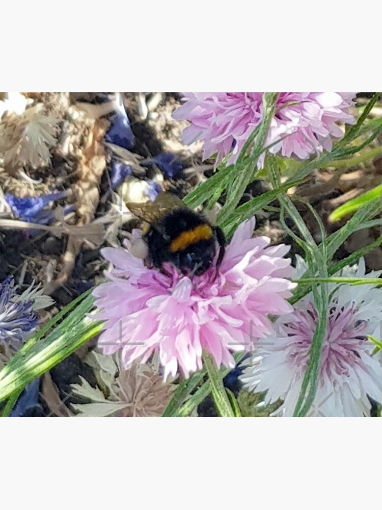 "Bumblebee 5 on cornflower pink tastes different from blue" Poster for