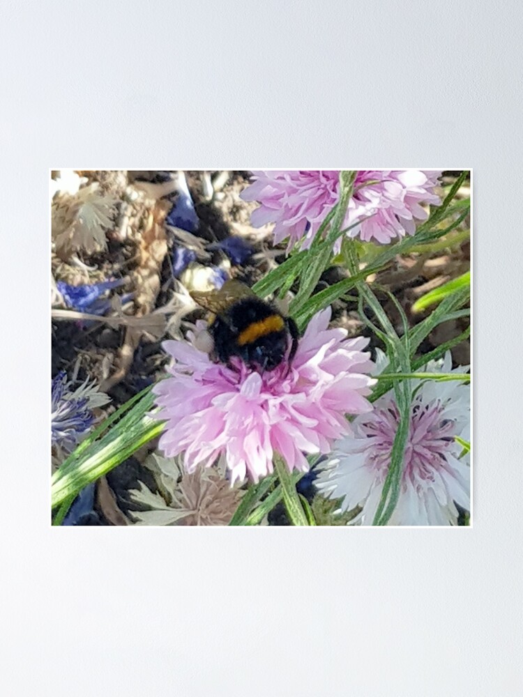 "Bumblebee 5 on cornflower pink tastes different from blue" Poster for