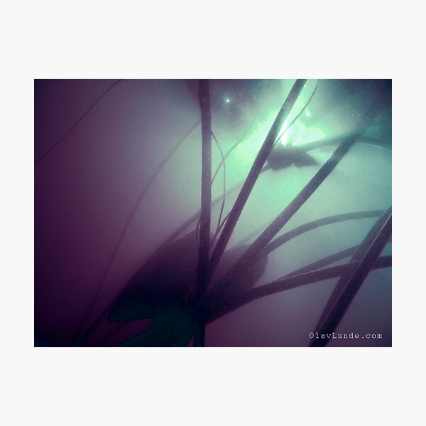 UW 1 Photographic Print