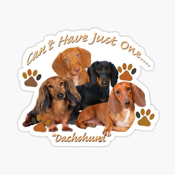 Dachshund Can't Have Just One Gifts and Apparel Sticker