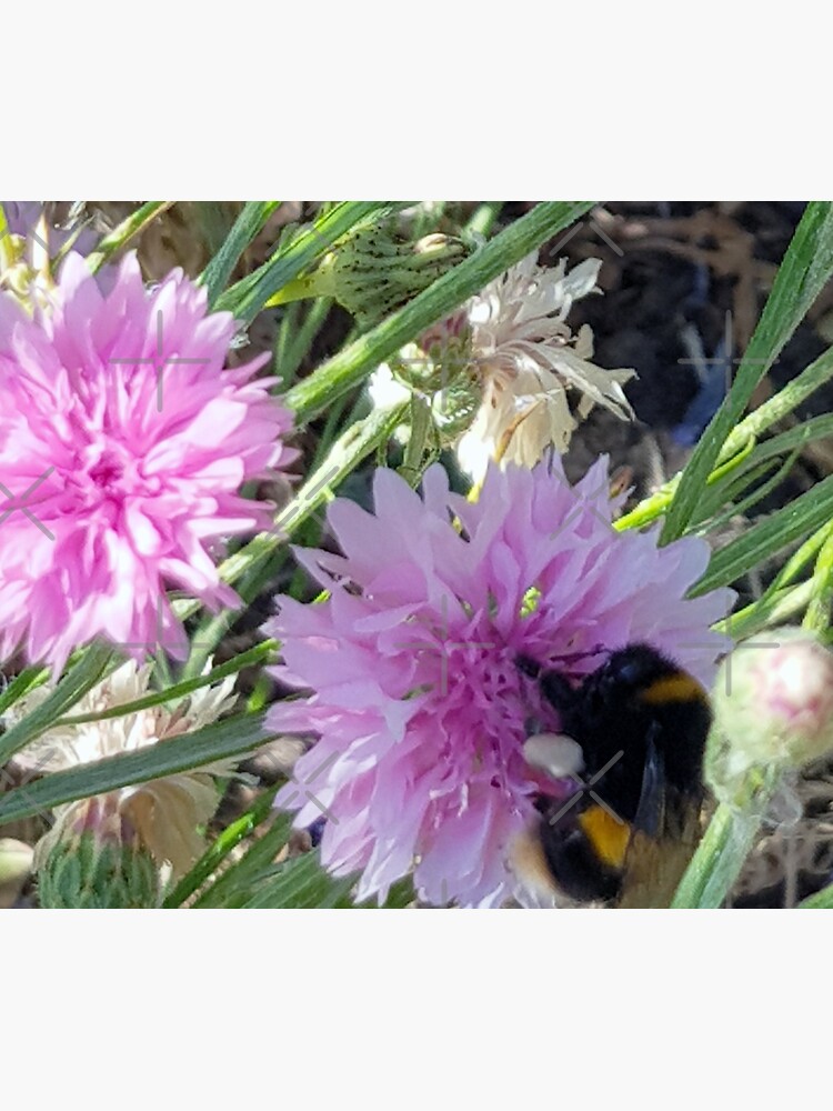 "Bumblebee 6 on cornflower pink full and falling" Sticker for Sale by