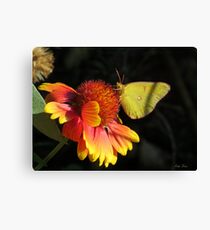 Clouded Yellow Butterfly Art Canvas Print