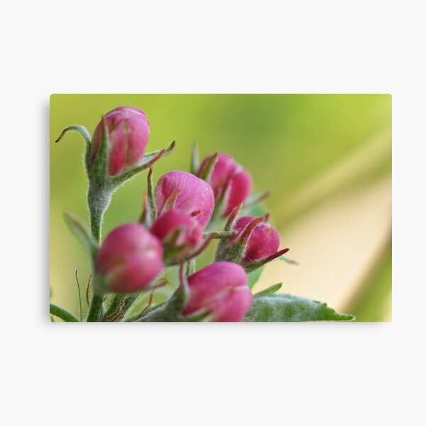 Item preview, Buds in May designed and sold by Heather Thorsen.