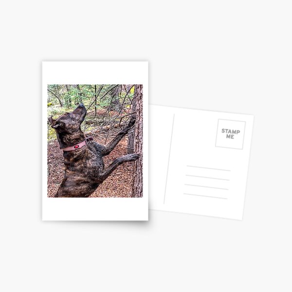 Squirrel Chasing Plott Hound Postcard