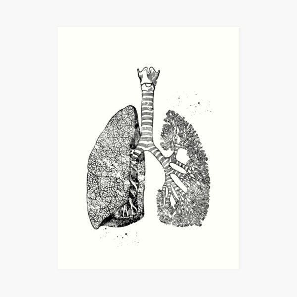 Book Page Art Print Medical Art Print 387Da Lungs Art Print – Anatomy Art Print Lungs Illustration Vintage Dictionary Art Print – Anatomical Art Print Anatomy Illustration 