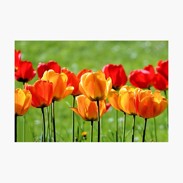 Yellow and red tulips Photographic Print
