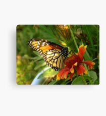 Female Monarch Butterfly feeding on Blanket Flower Art Canvas Print