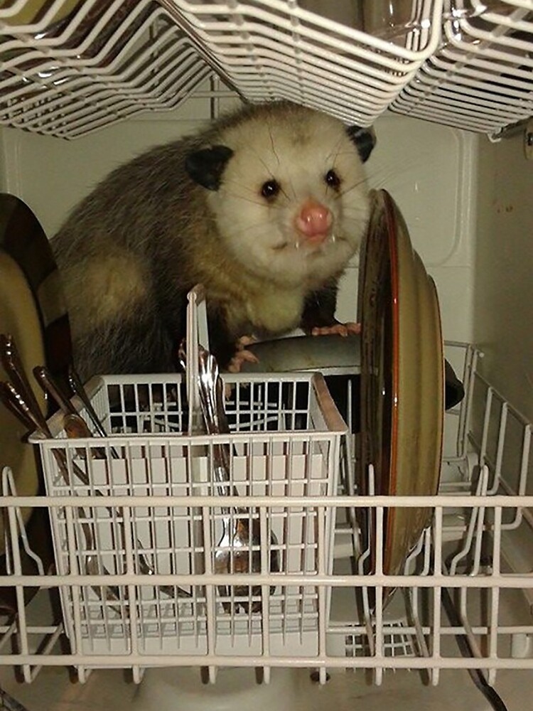 Disover Dishwasher Possum  | iPhone Case