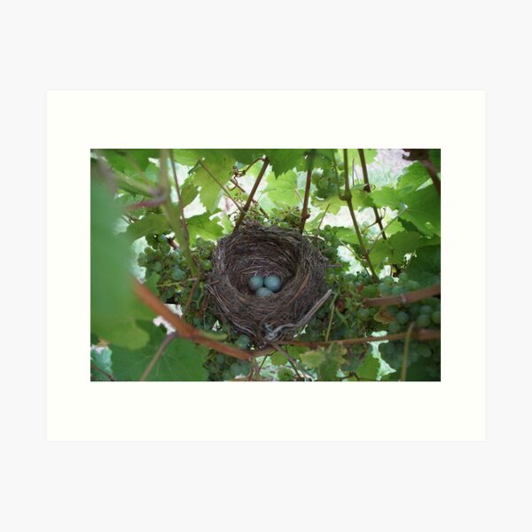 Nest in the Riesling - Magpie Springs - Adelaide Hills Wine Region - Fleurieu Peninsula - Winery Art Print
