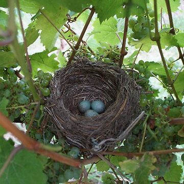 Artwork thumbnail, Nest in the Riesling - Magpie Springs - Adelaide Hills Wine Region - Fleurieu Peninsula - Winery by MagpieSprings