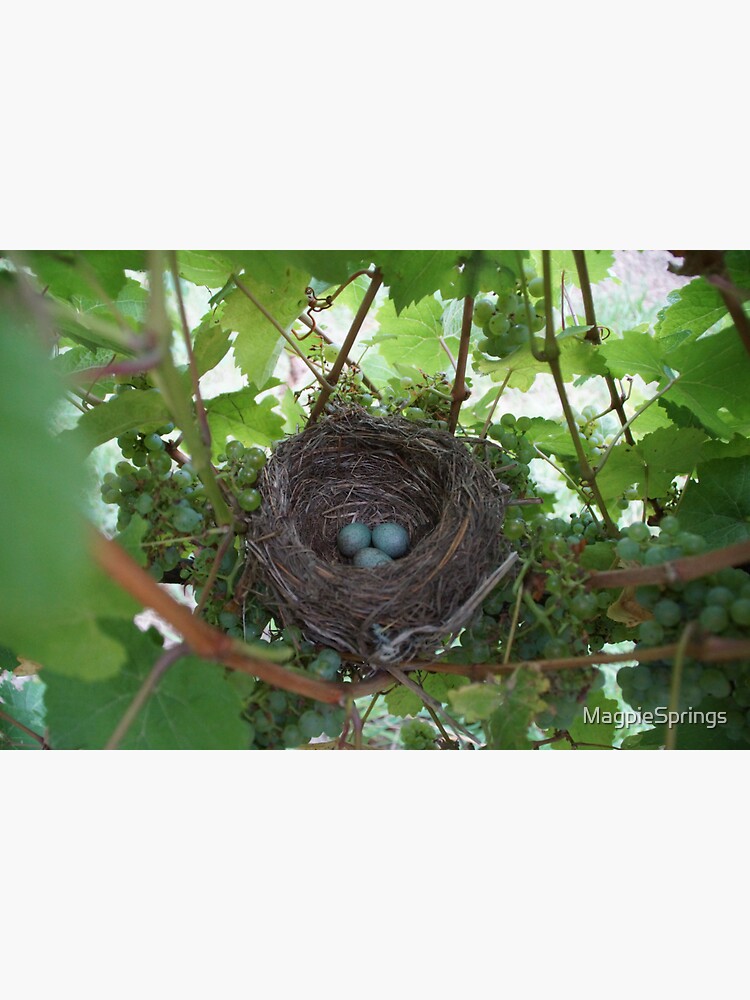 Thumbnail 3 of 3, Sticker, Nest in the Riesling - Magpie Springs - Adelaide Hills Wine Region - Fleurieu Peninsula - Winery designed and sold by MagpieSprings.