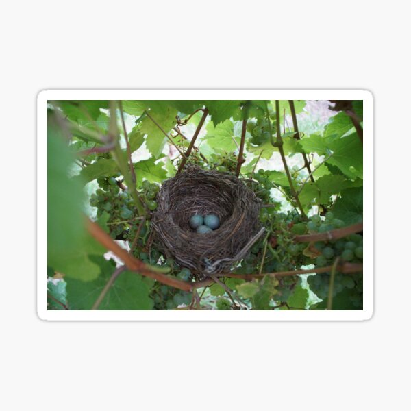 Item preview, Nest in the Riesling - Magpie Springs - Adelaide Hills Wine Region - Fleurieu Peninsula - Winery designed and sold by MagpieSprings.