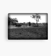 Horse muster Canvas Print