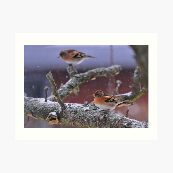 Bramblings in the snow Art Print