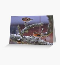 Bramblings in the snow Greeting Card