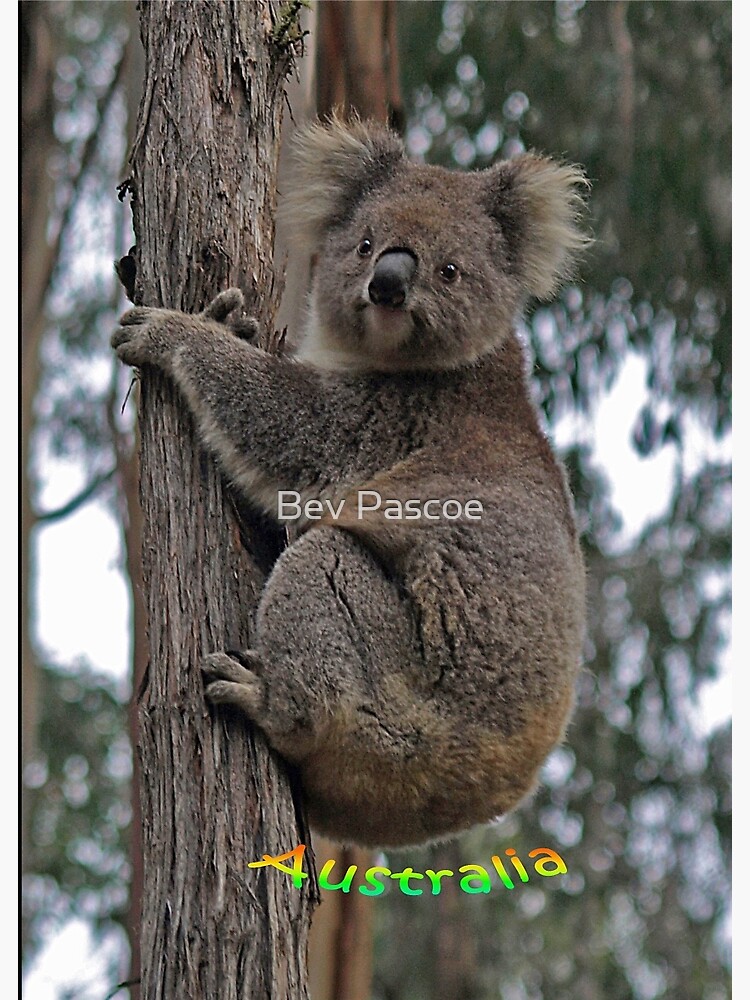 Australien Klappkarte Koala mit Mistelzweig Koala with mistle toe 