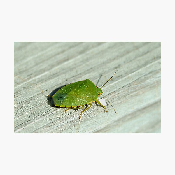 Item preview, 101009-113   A GREEN STINKBUG designed and sold by MICKSPIXPHOTOS.