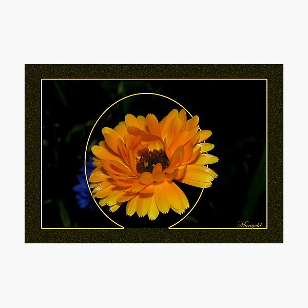Artikelvorschau, Marigold entworfen und verkauft von MarianaEwa.