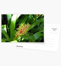 Tropical Fauna Postcards