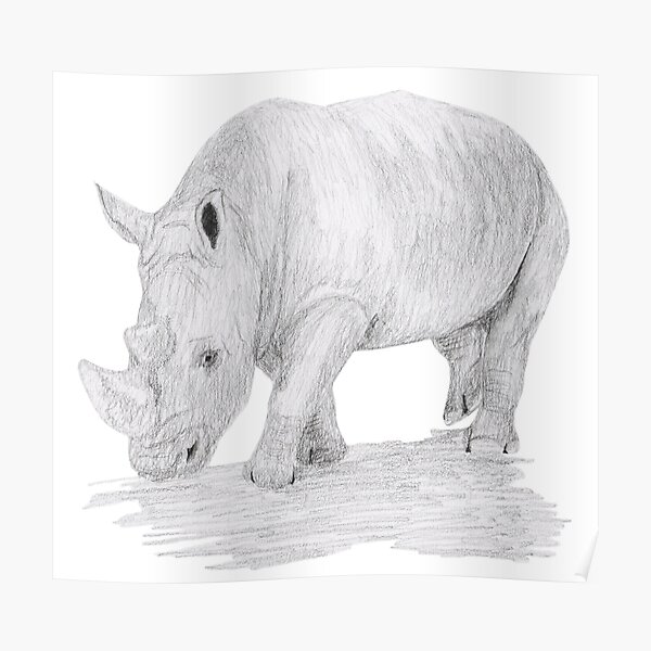 Rhino Pencil Sketch Poster