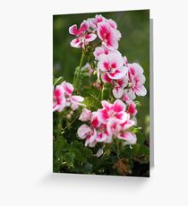 Geraniums two tone Greeting Card