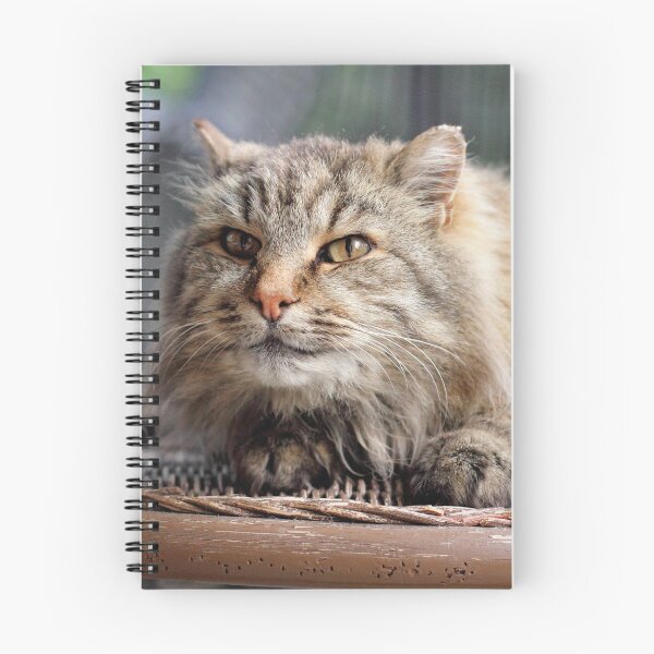 Item preview, Inquisitive designed and sold by Tracy Friesen.