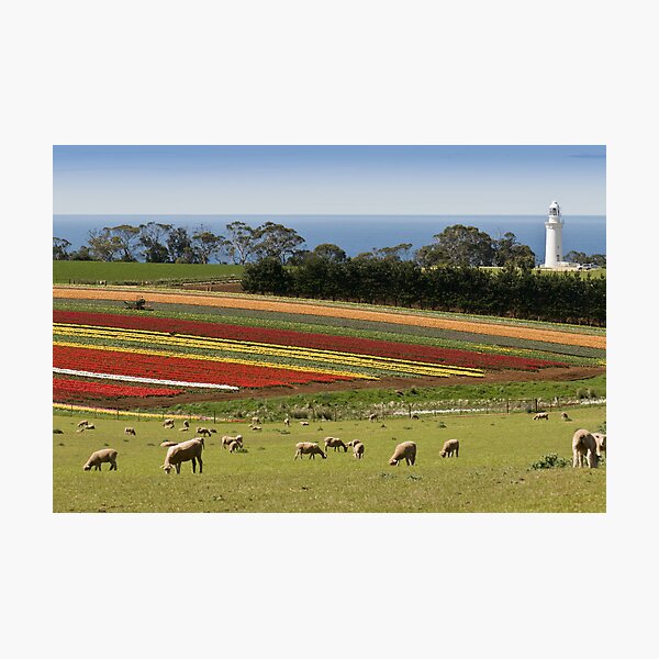 Item preview, Springtime in Tasmania designed and sold by traveller.