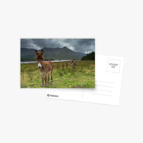 Donkey Postcard