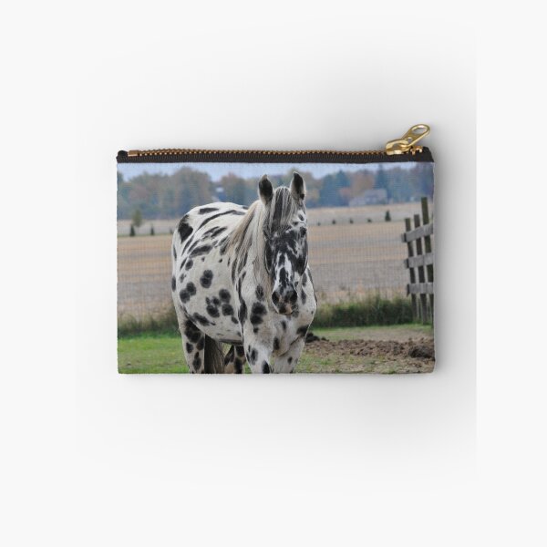 Item preview, Appaloosa Stallion designed and sold by Crystal Stock.