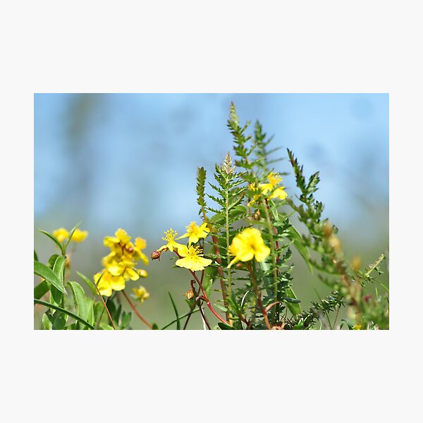 Greatness in small things Photographic Print